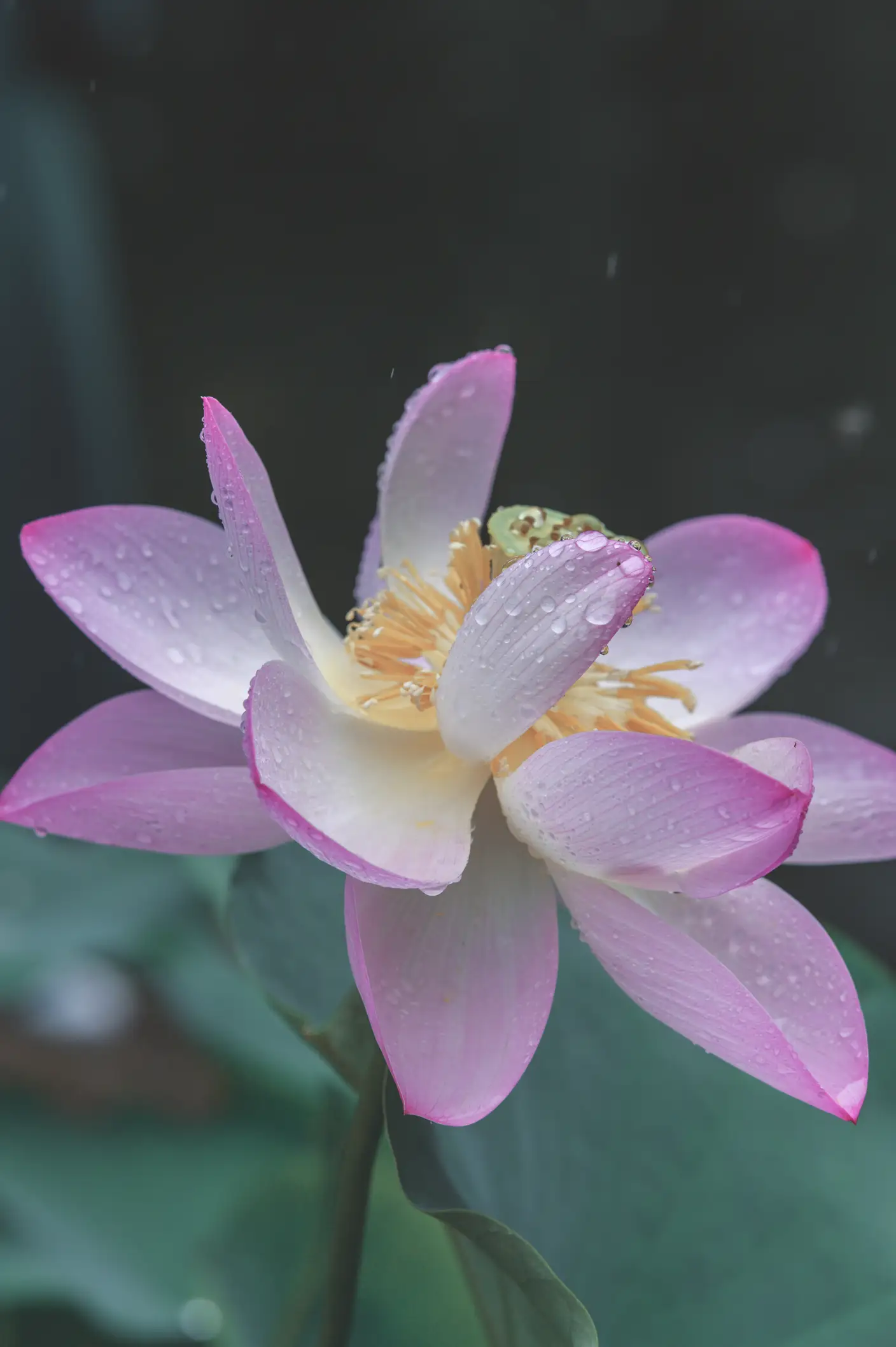 2022.06.07 Vol.1109 – 青蛇 18