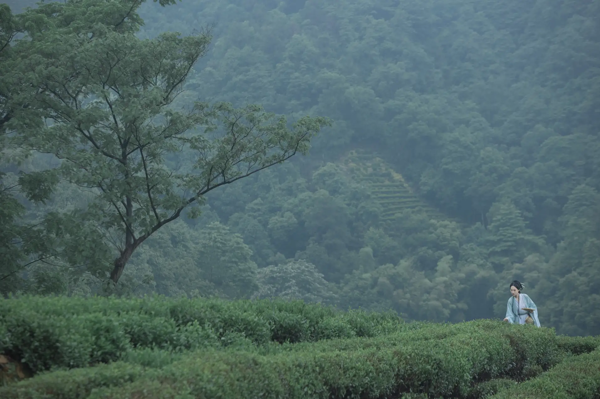 2022.07.05 Vol.1384 – 空山新雨 16